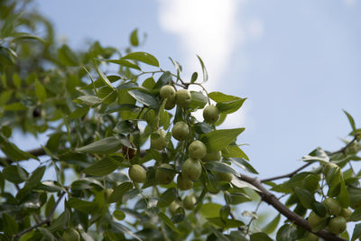 Low angle view of flower tree against sky