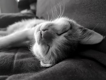 Close-up of cat sleeping on sofa at home