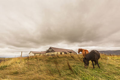 Horses in a field