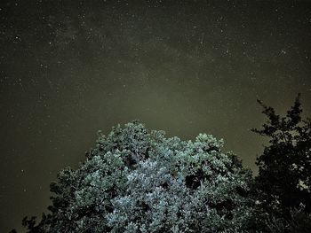 Low angle view of trees against sky at night