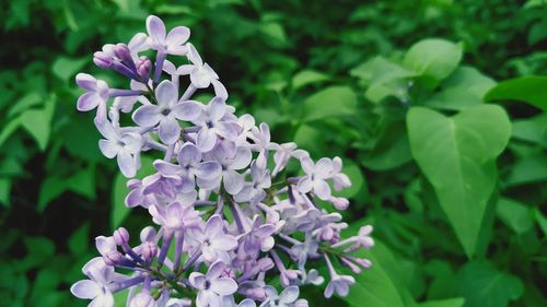 Close-up of purple flowering plant