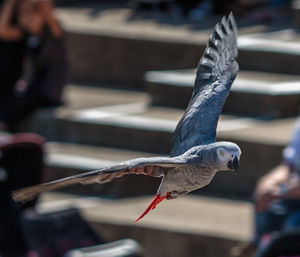 Close-up of budgerigar flying at zoo