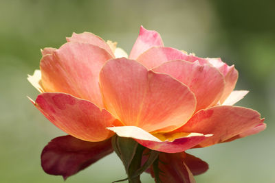 Close-up of pink rose flower