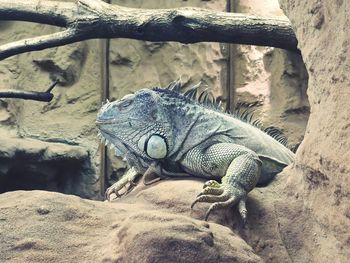 Close-up of lizard on rock in zoo