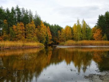 Scenic view of lake by trees in forest against sky