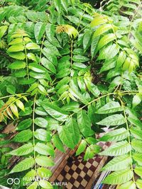 High angle view of green leaves