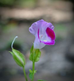 Close-up of purple flower