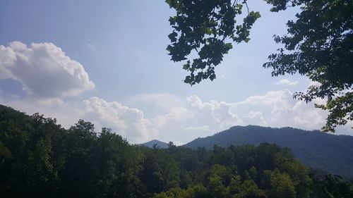 Scenic view of forest against sky