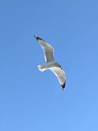 Low angle view of seagull flying against clear blue sky