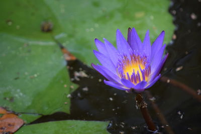 Close-up of purple water lily blooming outdoors