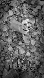 Low section of man standing with dog