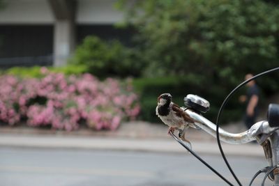 Bird perching on plant