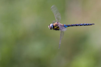 Dragonfly in flight