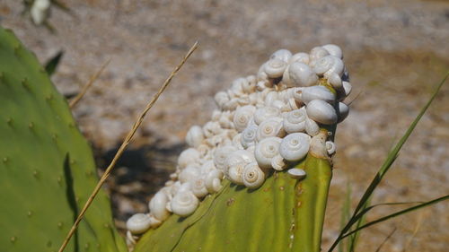 Close-up of white flowering plant on field