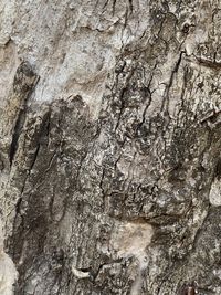 Full frame shot of tree trunk