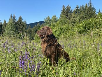 View of a dog on field
