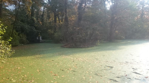 Scenic view of river in forest