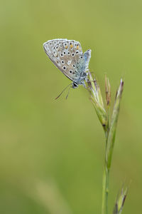 Close-up of butterfly on flower