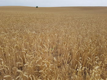 Scenic view of wheat field against sky