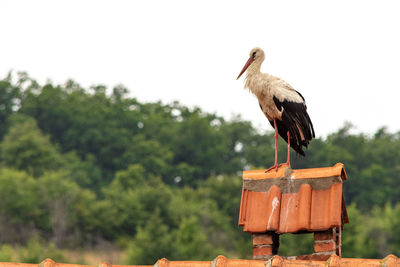 Bird perching on wooden post against sky