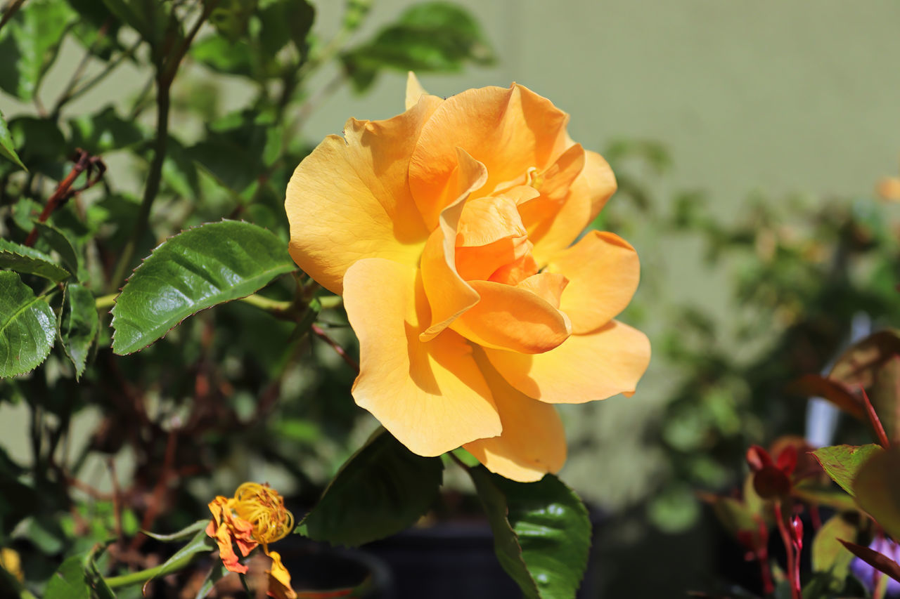 flowering plant, flower, plant, beauty in nature, yellow, freshness, petal, flower head, nature, inflorescence, growth, fragility, plant part, close-up, leaf, macro photography, no people, outdoors, focus on foreground, botany, rose, orange color, multi colored, blossom, springtime