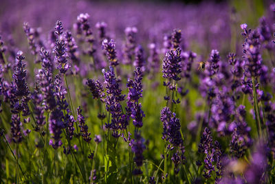 Close-up of purple flowers growing on field