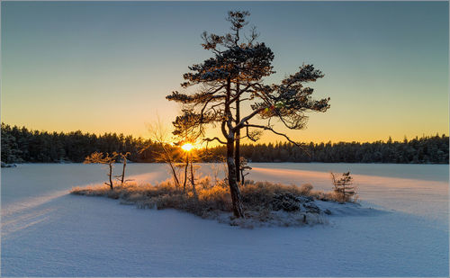 Trees on snowcapped landscape during sunset