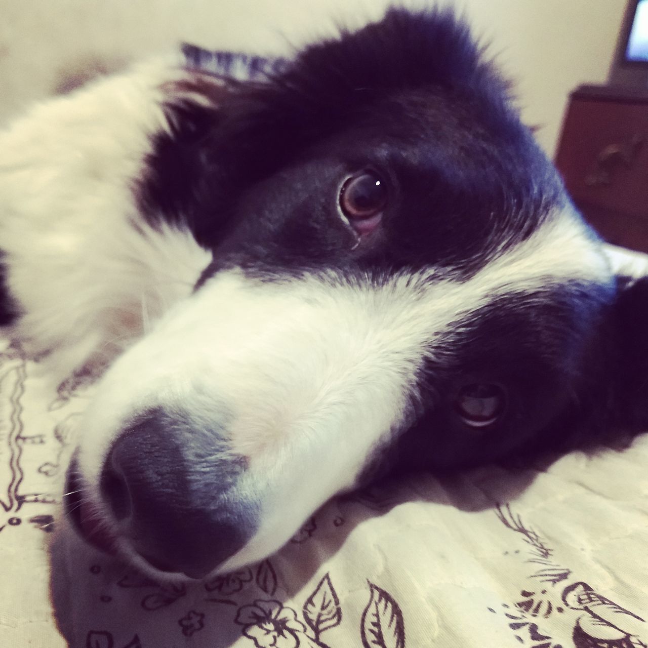 CLOSE-UP OF DOG LYING DOWN