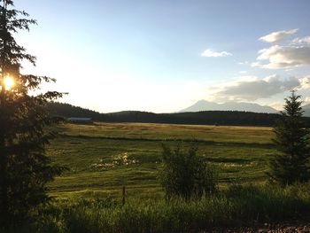 Scenic view of field against sky