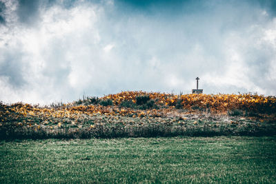 Plants growing on land against sky