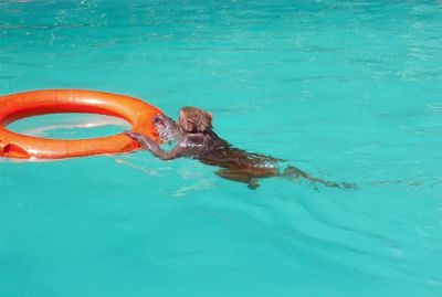 High angle view of crab swimming in pool