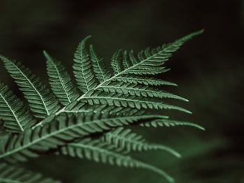 Close-up of fern leaves