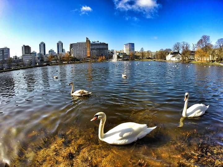 VIEW OF BIRDS ON RIVER