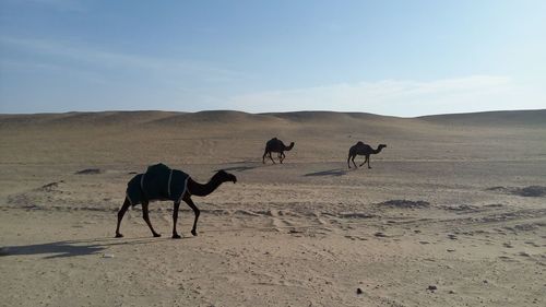 Camel in the dessert. saudi arabia