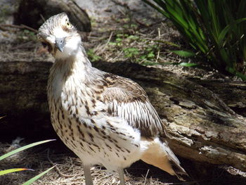 Close-up of a bird on field