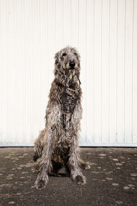 Portrait of dog sitting outdoors