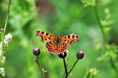 Close-up of butterfly pollinating on flower