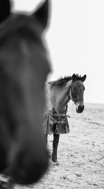 View of horse standing on field