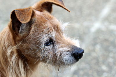 Close-up of dog looking away