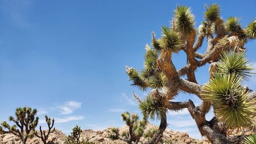 Low angle view of palm tree against sky