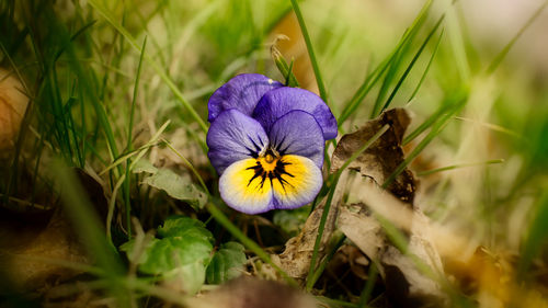 Close-up of purple crocus flowers on field