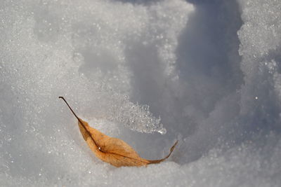 Close-up of starfish on leaf during autumn