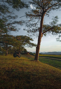 Trees on field against sky