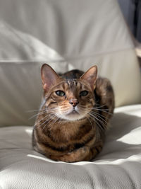 Close-up of bengal cat lying on bed at home