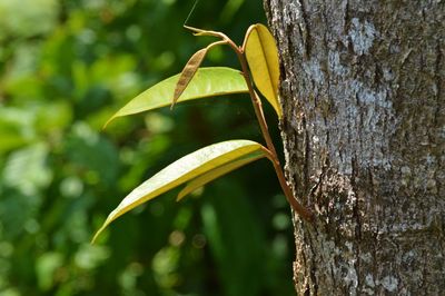 A tree branch growing up