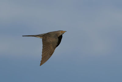 Low angle view of bird flying in sky