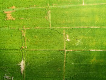 Full frame shot of green field