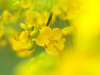 Close-up of yellow flowers blooming outdoors