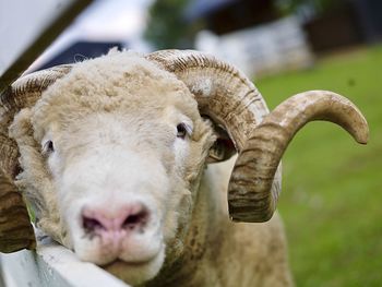 Close-up portrait of sheep