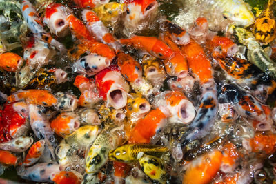 High angle view of koi carps swimming in pond